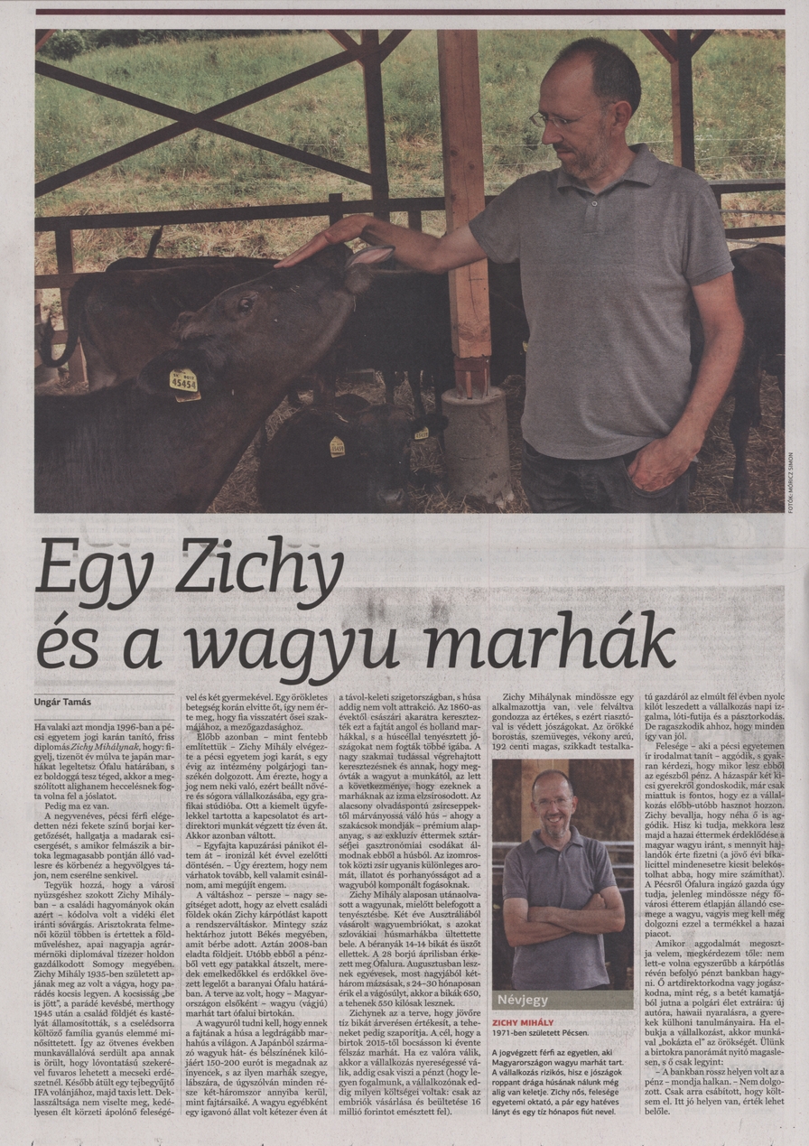 Egy Zichy és a wagyu marhák