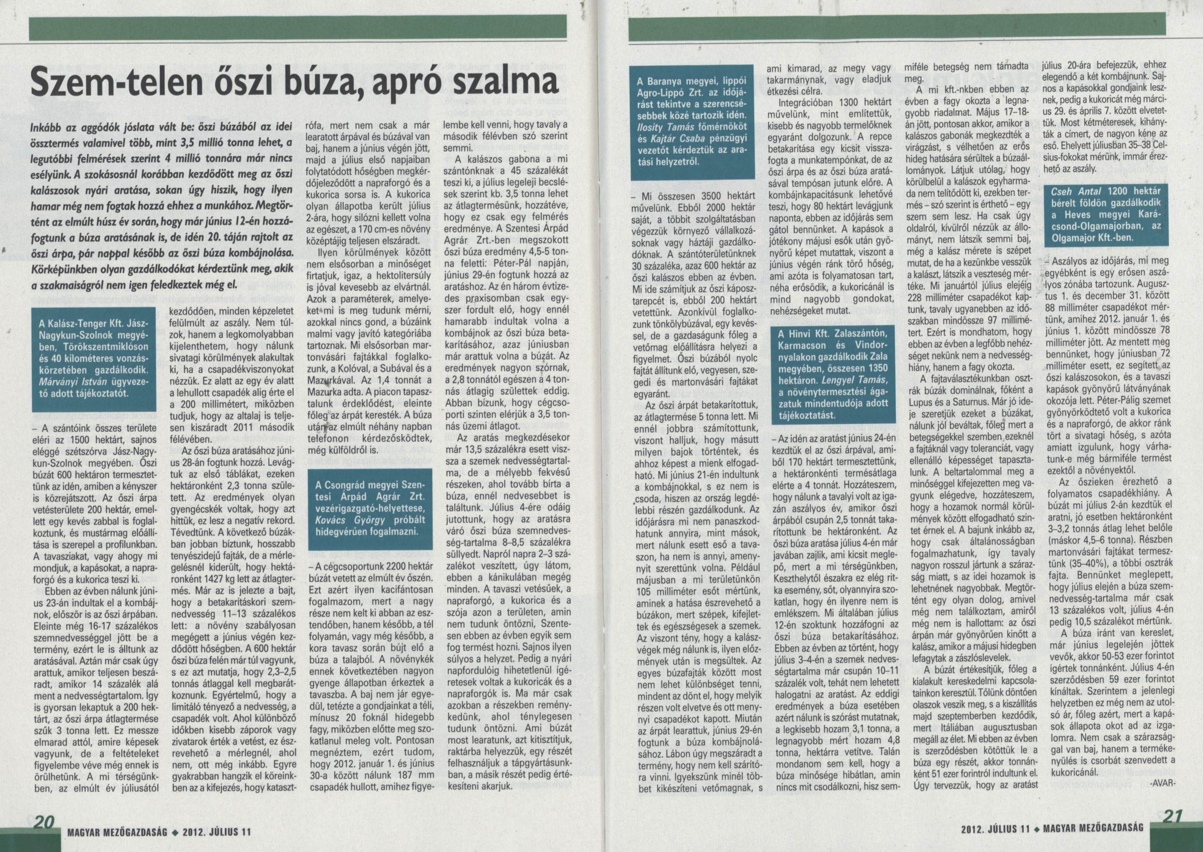 Szem-telen őszi búza, apró szalma