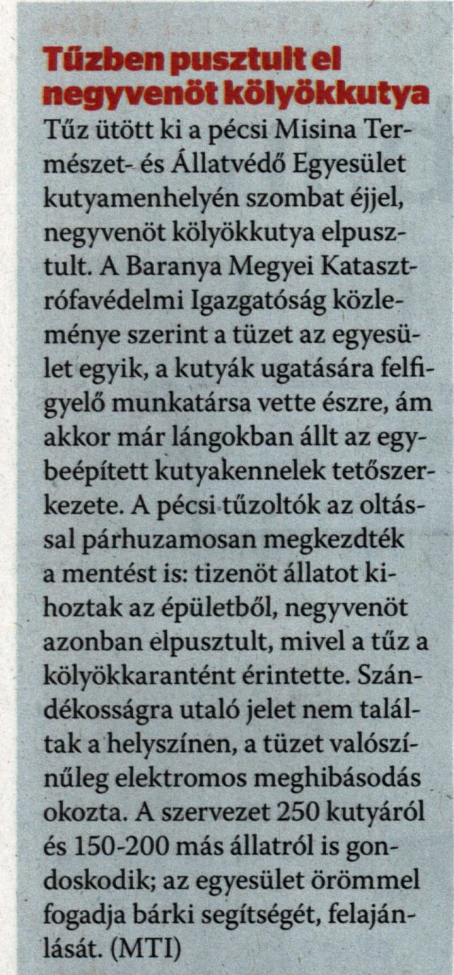 Tűzben pusztult el negyvenöt kölyökkutya