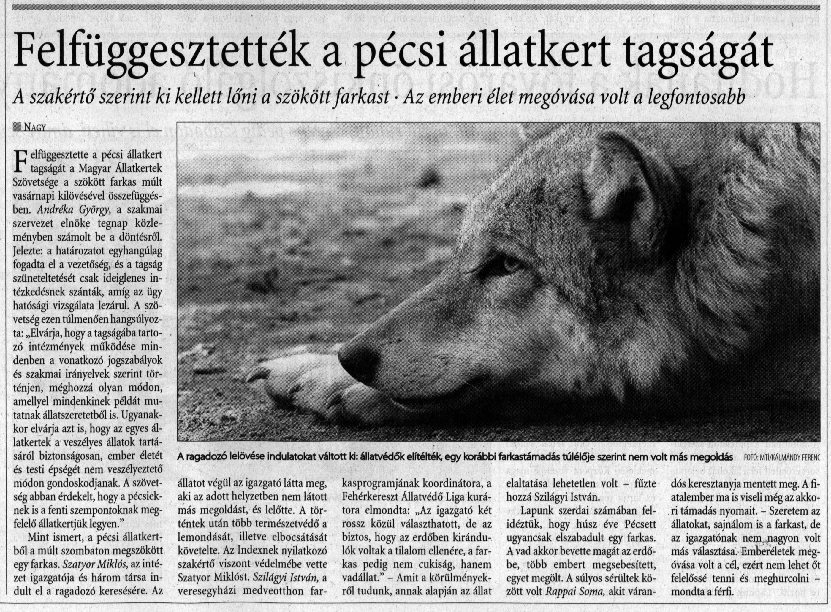 Felfüggesztették a pécsi állatkert tagságát A szakértő szerint ki kellett lőni a szökött farkast : Az emberi élet megóvása volt a legfontosabb
