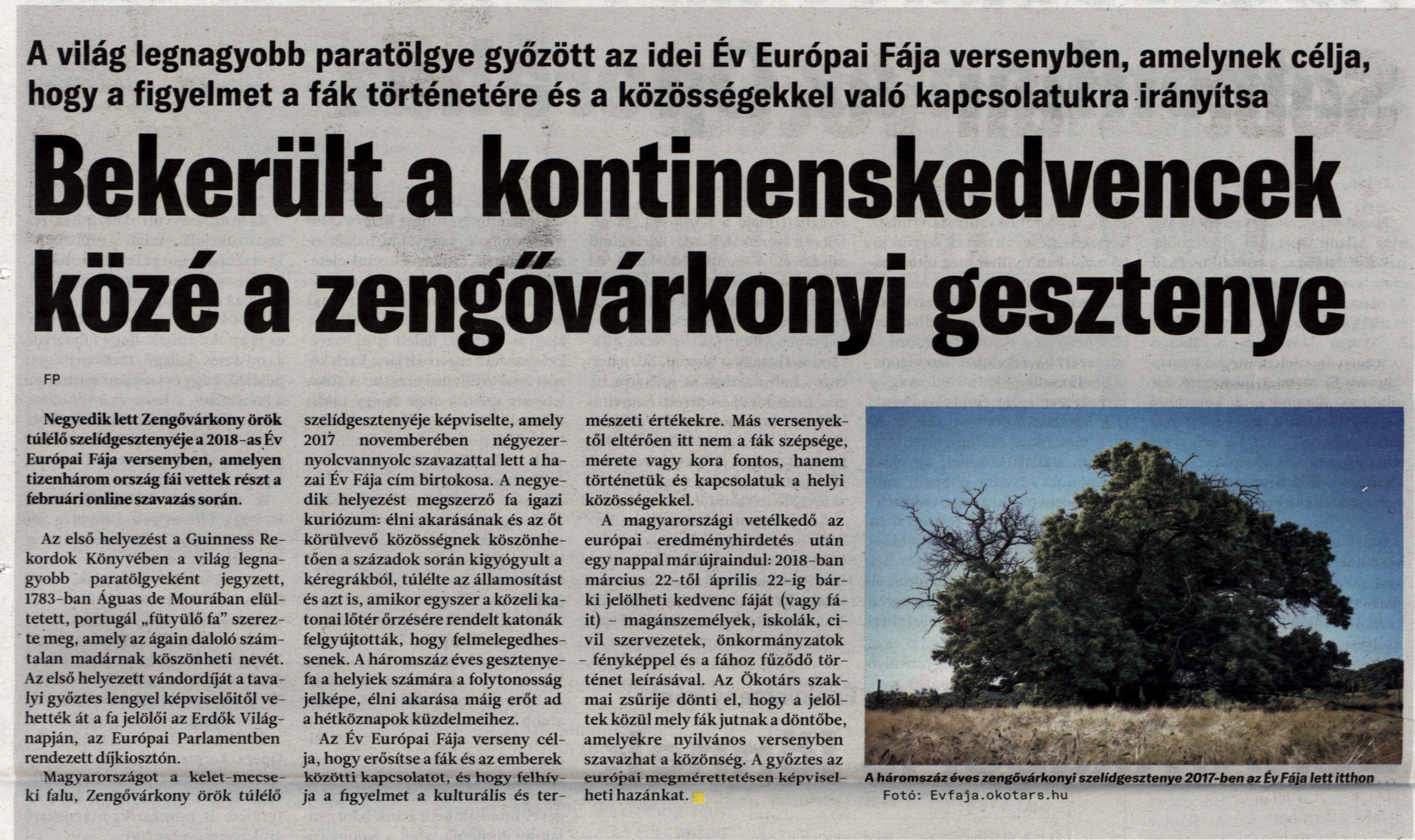 Bekerült a kontinenskedvencek közé a zengővárkonyi gesztenye