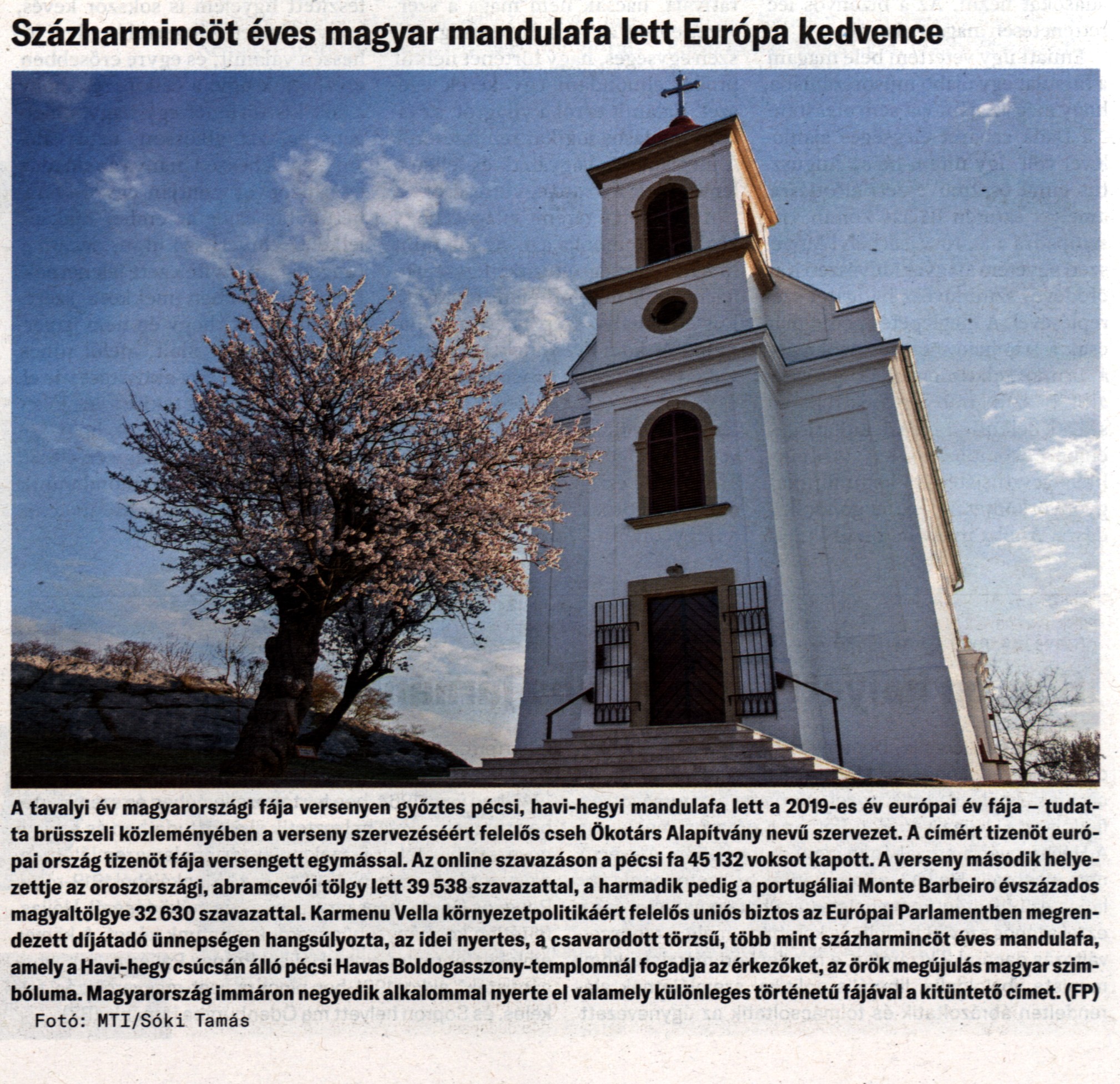 Százharmincöt éves magyar mandulafa lett Európa kedvence