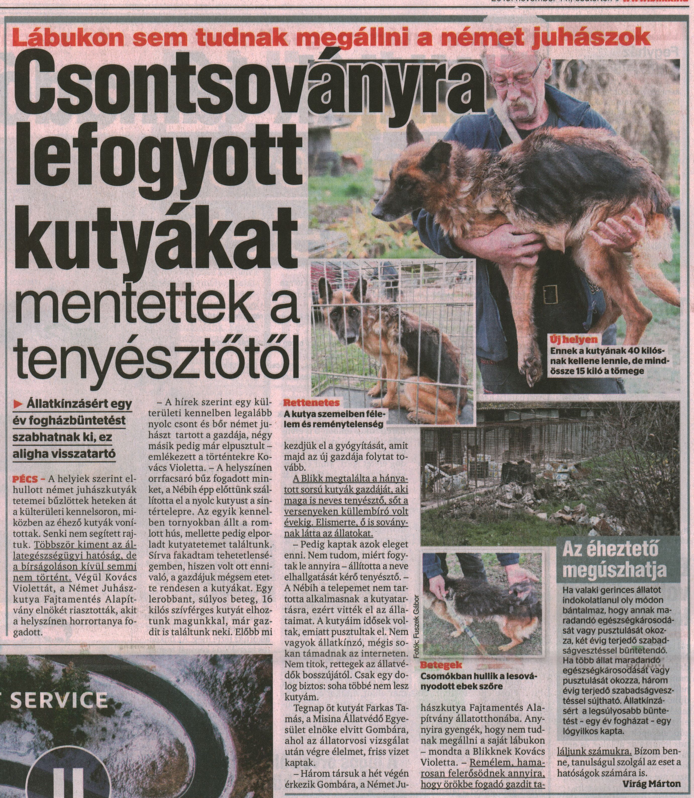 Csontsoványra lefogyott kutyákat mentettek a tenyésztőtől