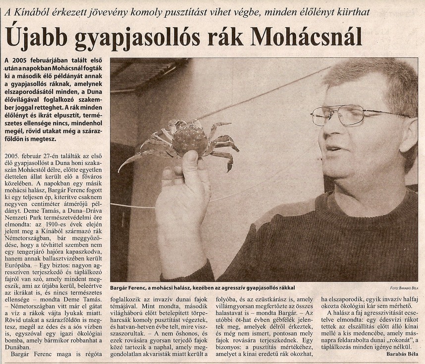 Újabb gyapjasollós rák Mohácsnál A Kínából érkezett jövevény komoly pusztítást viget végbe, minden élőlény kiirthat